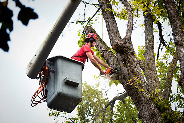 Mulching Services in Quincy, MI